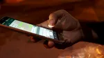 Conversațiile de tip „end-to-end” ar putea fi excluse din regimul de scanare a mesajelor