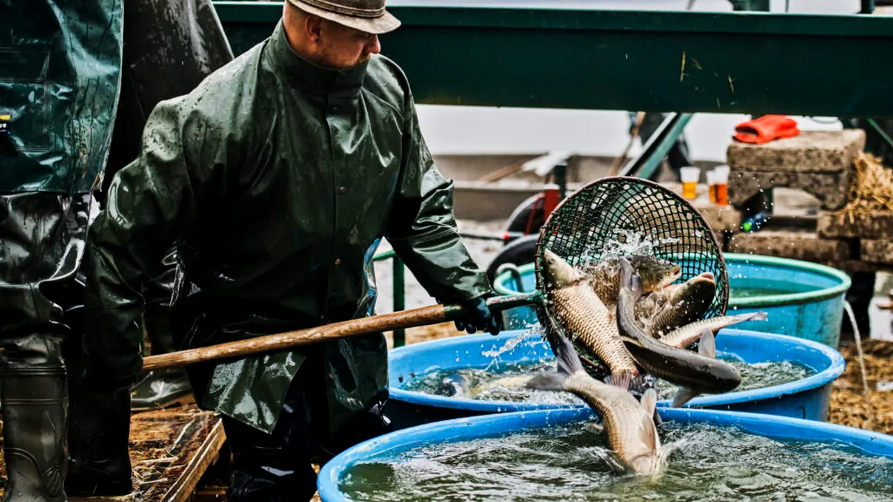 De ce mănâncă ungurii pește de Crăciun și cât costă peștele în acest an la vecini