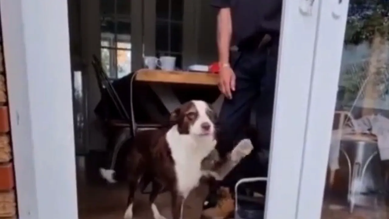 Un câine simpatic oferă o lecţie de viaţă oamenilor, într-un video viral pe Twitter