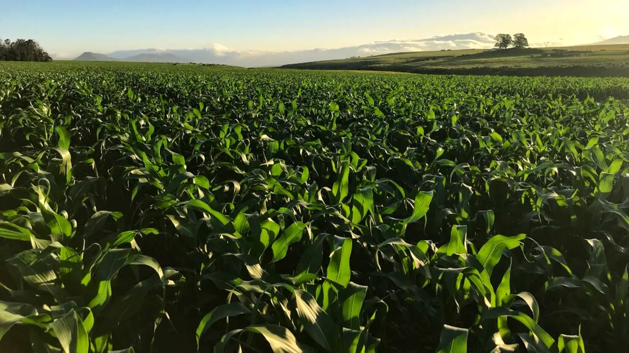 Fermierii români aleg genetica rezistentă la stresul climatic