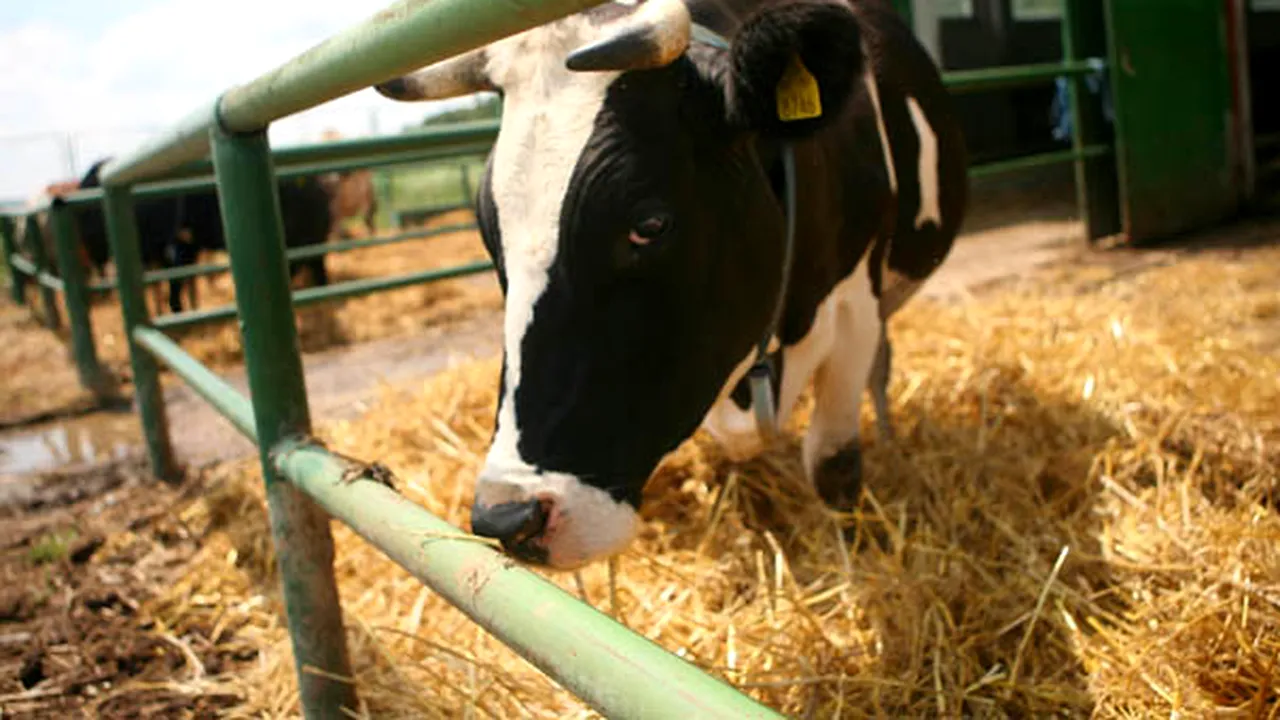 Vaci din SUA, contaminate cu o nouă formă de gripă aviară. Reprezintă un risc şi pentru oameni      