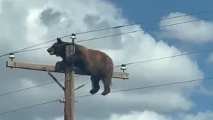 Urs negru blocat pe un stâlp de electricitate în SUA. Animalul a murit electrocutat înainte să poată fi salvat