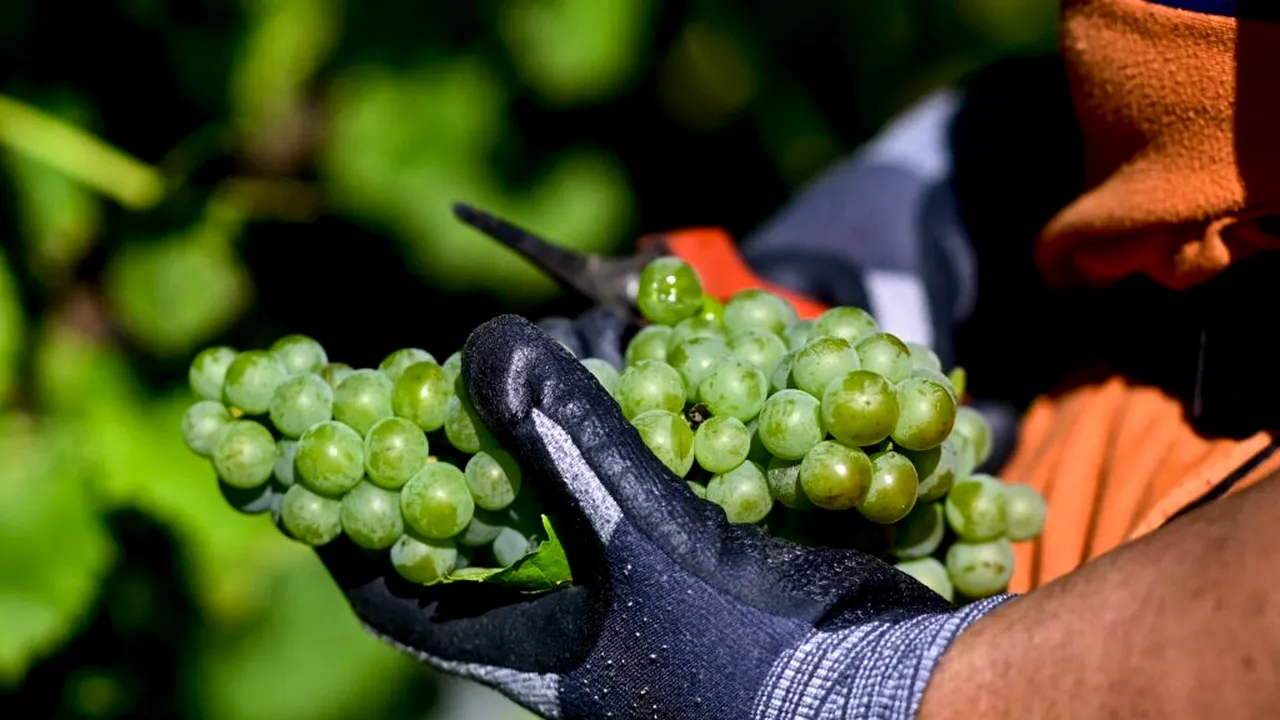 Portugalia: Podgoriile sunt recoltate noaptea, pentru ca muncitorii să beneficieze de răcoare