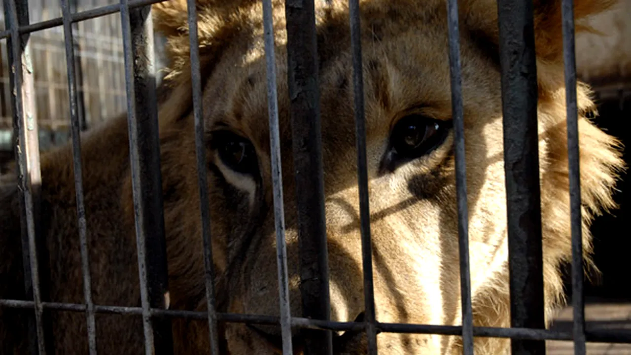 Copilul rănit de un leu de la Grădina Zoologică din Braşov a fost operat