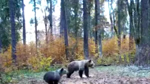VIDEO| O ursoaică şi puiul ei, filmaţi în timp ce se joacă în jurul unui ochi de apă din Apuseni