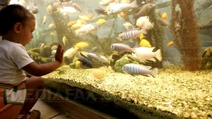 Strămoşul comun al peştilor şi al animalelor terestre, identificat de cercetători