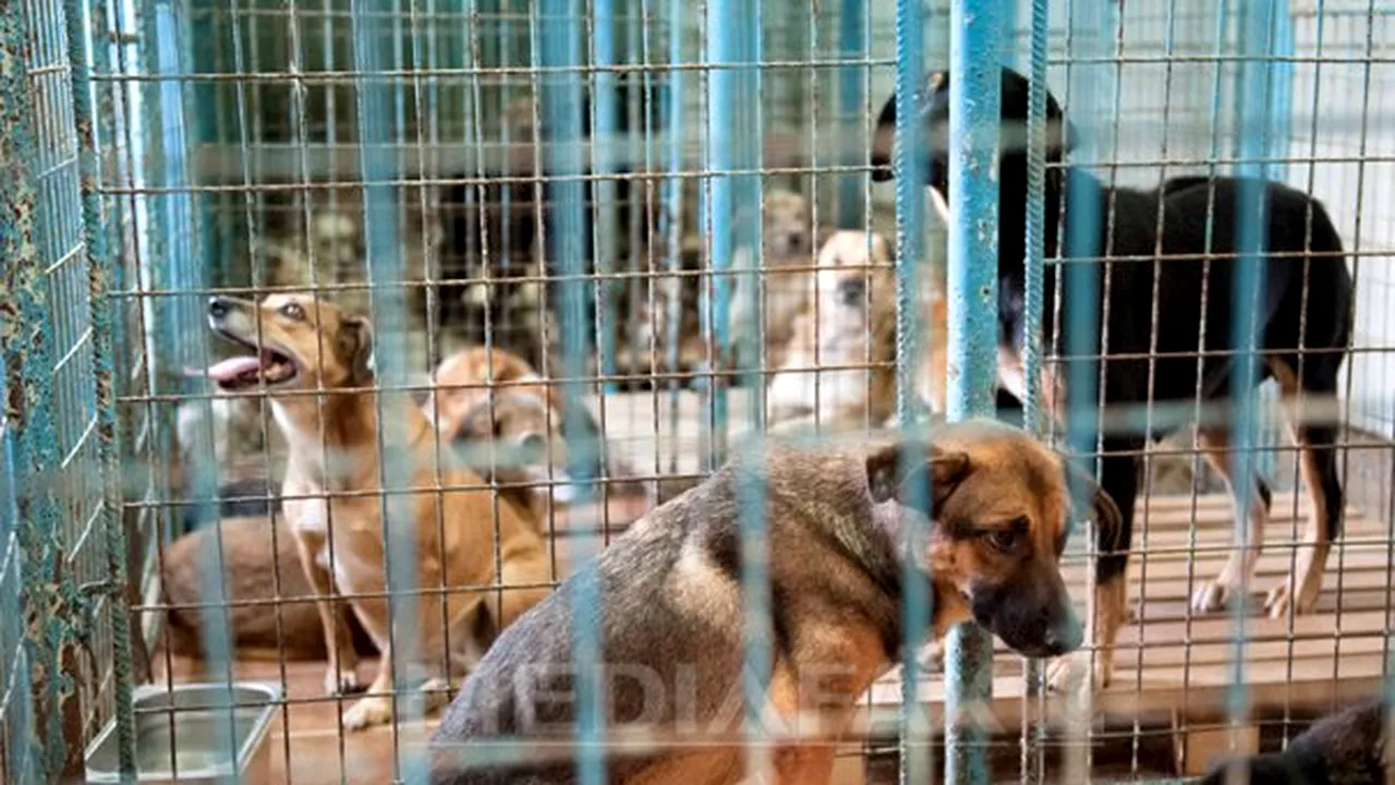 Cruzime fără margini, la un adăpost din Galaţi: patru căţeluşi, bolnavi şi aflaţi în tratament au fost ucişi în timp ce mâncau