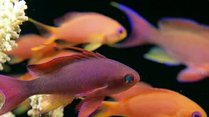 Şi peştii comunică. „Vorbesc” de 155 de milioane de ani iar acum putem să le auzim „vocea”