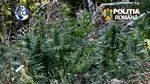Canabis cultivat în mijlocul unei păduri de mesteceni, în Covasna. Un bărbat a fost arestat