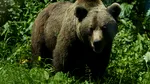 Un urs a fost semnalat într-o localitate din Maramureș. Autoritățile au emis mesaj RO-Alert