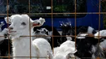 Comisia Europeană prelungește interdicția exporturilor de ovine și caprine din România până la finalul anului