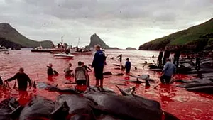 Imagini şocante în Feroe la o vânătoare de balene!