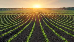 Prăbușirea populațiilor de insecte scade drastic producțiile agricole