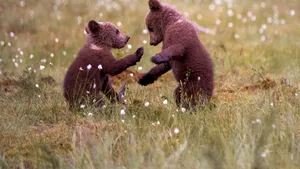 Sibiu: Ministerul Mediului, precizări despre amenda aplicată asociaţiei care a salvat 2 pui de urs