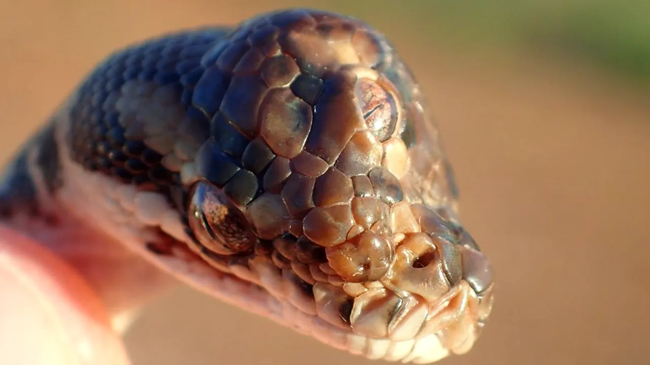 Şarpe cu trei ochi, descoperit în Australia: Cum explică autorităţile anomalia | FOTO