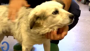 GÂNDUL: Bruno, căţeluşul norocos care a fost salvat de la moarte de spitalul din România în care fiecare pacient este foarte important