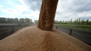 Din nou grânarul Europei. România va avea cea mai mare producție de grâu din 1997 în sezonul viitor. Anul acesta suntem peste Franța