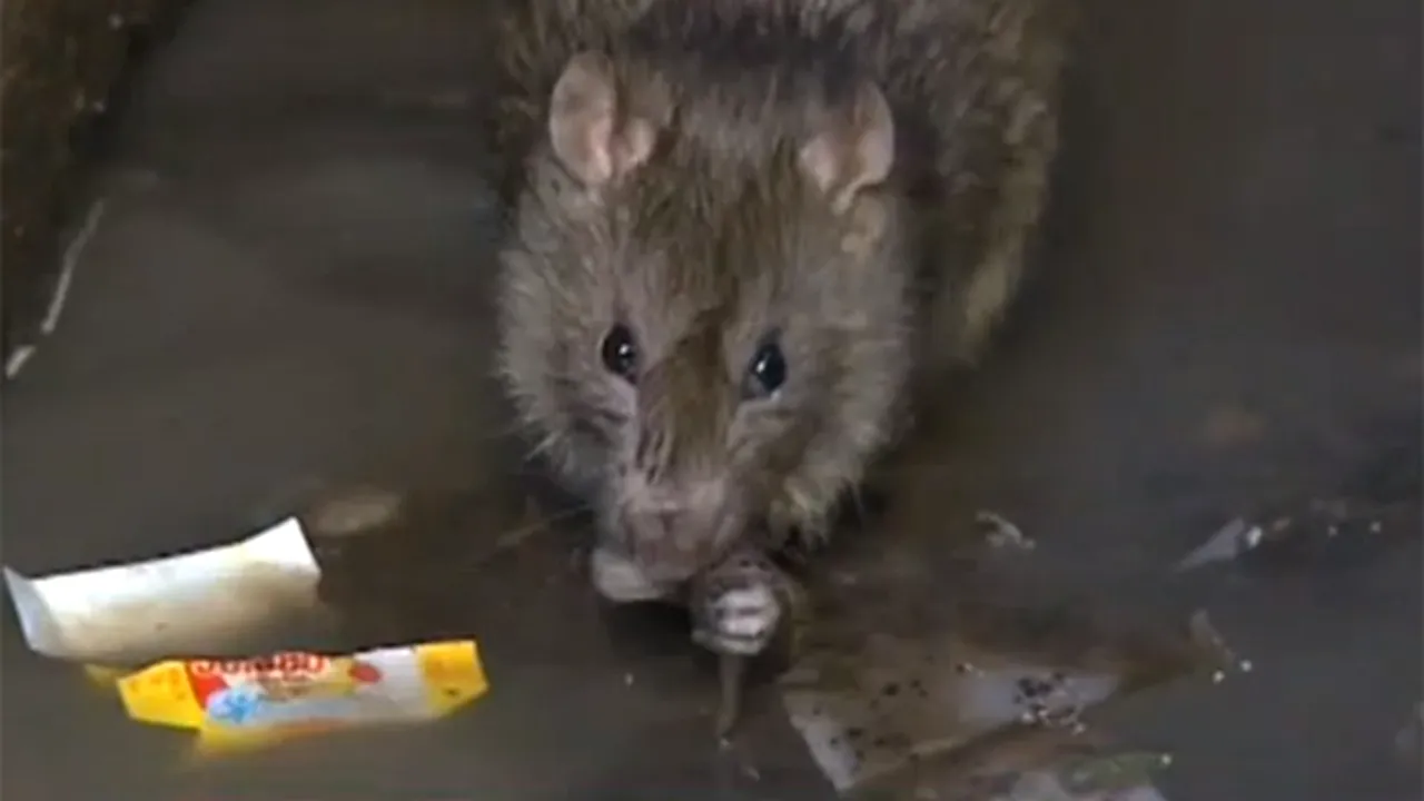 Ciuma bubonică revine: Madagascarul, ameninţat de ”Moartea neagră” - VIDEO, FOTO