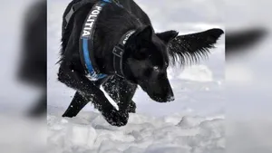 Ministerul de Interne îi mulţumeşte câinelui poliţist care a găsit suspectul în cazul crimelor din Satu Mare. Teba nu este la primul mare succes