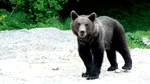 Mesaj Ro-Alert după ce un urs a fost văzut într-o localitate din județul Sibiu
