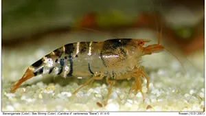 Formele de viaţă devin complexe pe parcursul evoluţiei, rareori invers