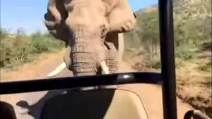 Arnold Schwarzenegger, alergat de un elefant agresiv în timpul unui safari în Africa de Sud - VIDEO