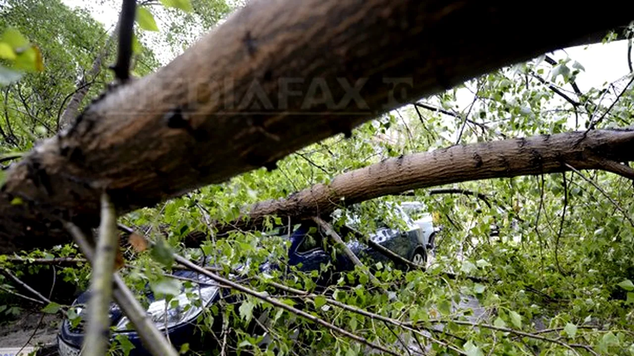 Vrancea: Trei maşini avariate de un copac doborât şi trafic feroviar întrerupt, în urma unei furtuni