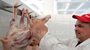 Paşte 2016: Preţul unui kilogram de carne de miel porneşte de la 7 lei în pieţe