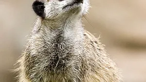 Animalele de la Grădina Zoologică din Oradea pot fi adoptate la distanţă