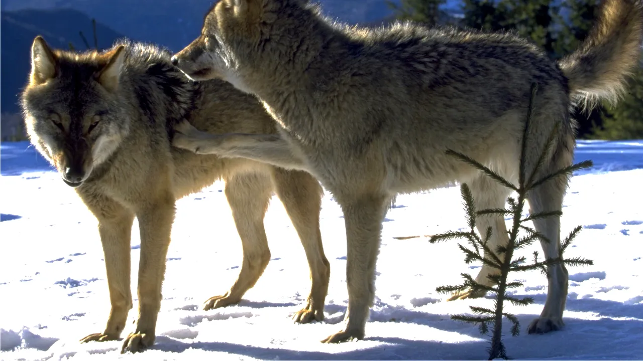 S-a votat. Lupii îşi vor pierde statutul de animale „strict protejate” în Europa