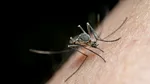Alertă în Italia: cazurile de West Nile au crescut cu 60% într-o săptămână. Șapte oameni au murit