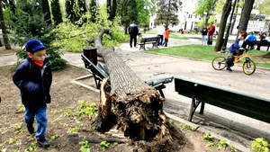 Poliţia Iaşi a declanşat o anchetă în cazul prăbuşirii unui copac peste cinci elevi