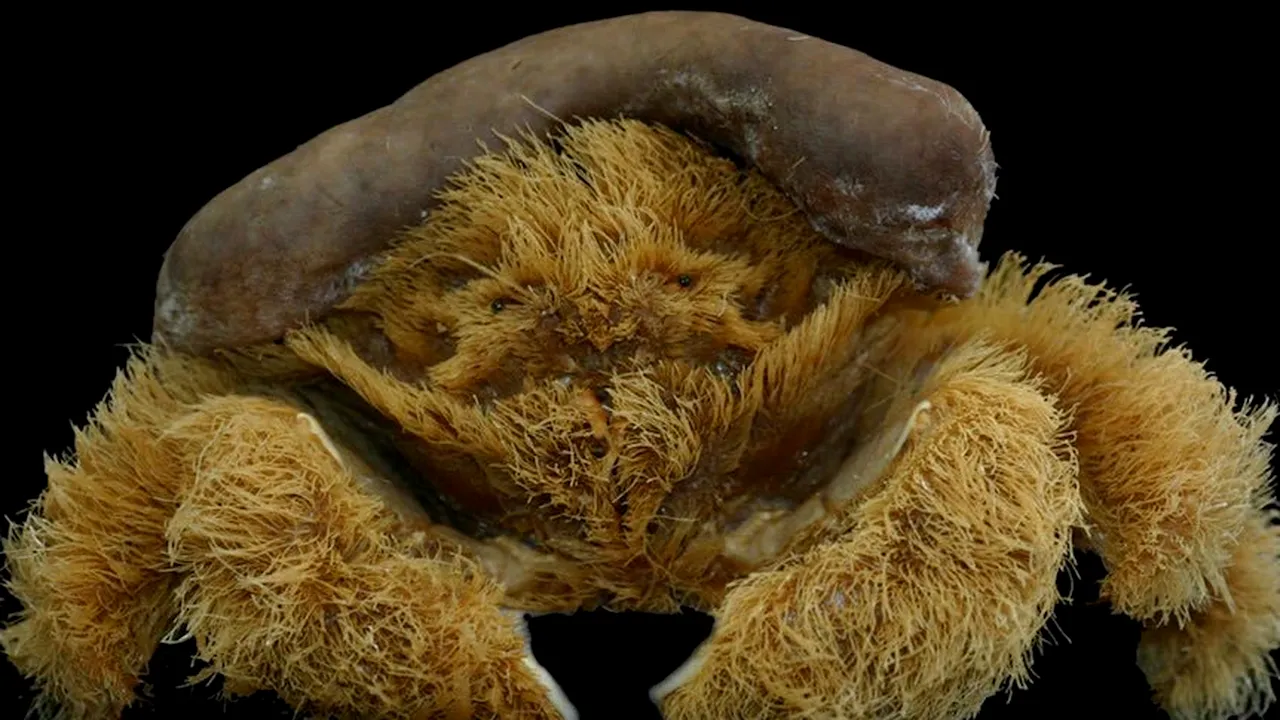 O specie de crab 