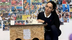 Căsuțe gratuite pentru pisicile nimănui în București și Ilfov. A început distribuirea adăposturilor de iarnă