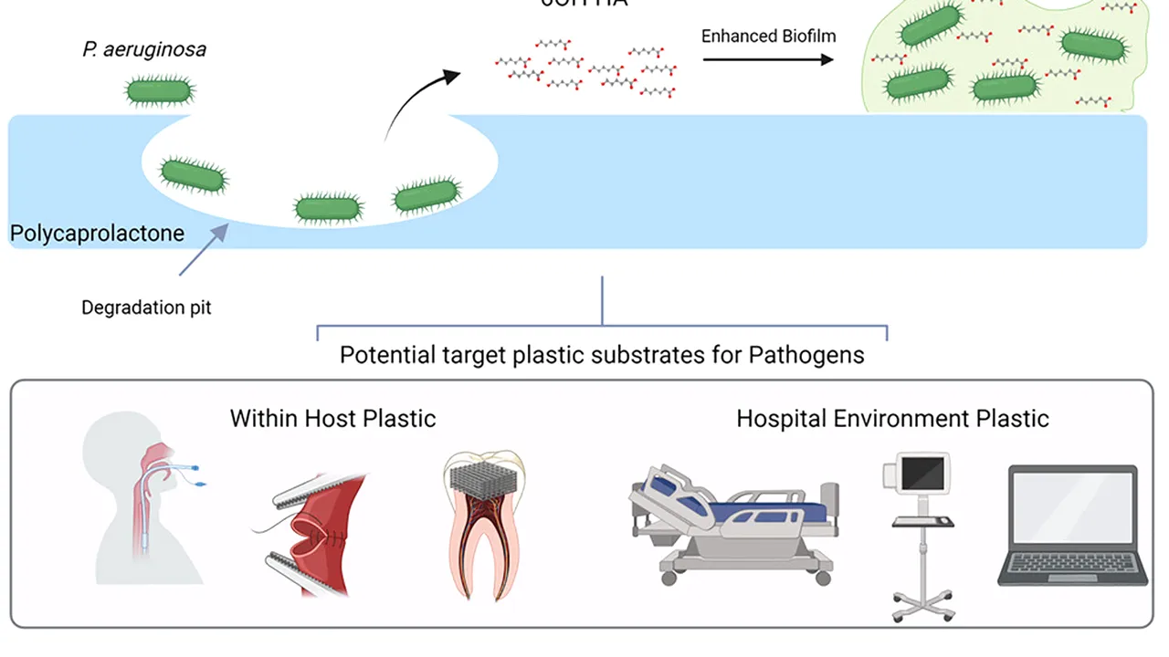 Un nou risc în spitale: superbacteria care „mănâncă” plastic