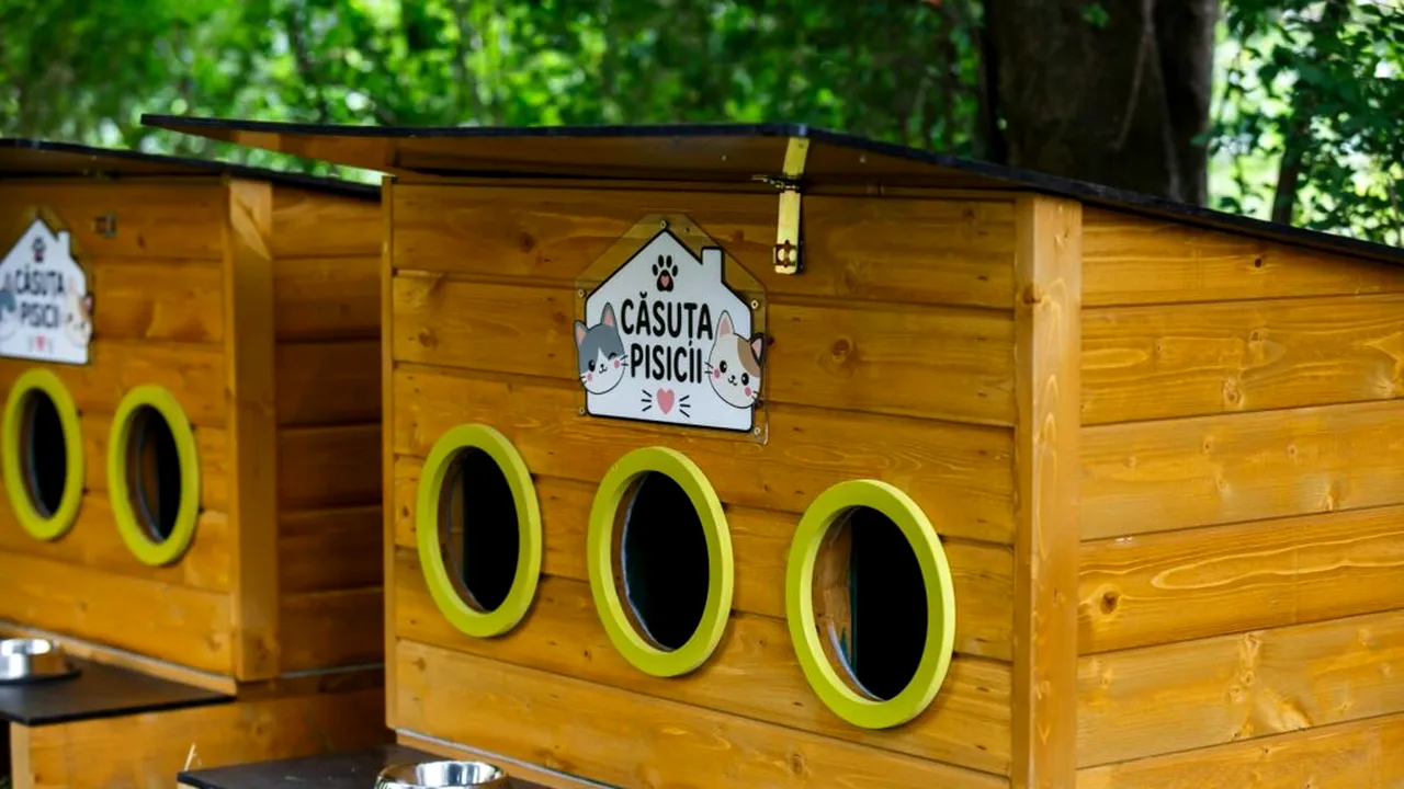 Primăria montează căsuțe pentru pisicile comunității în cartierele din Cluj-Napoca
