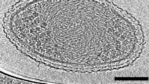 Oamenii de ştiinţă au descoperit cea mai mică formă de viaţă de pe Pământ - FOTO