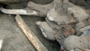 Un băiat în vârstă de 11 ani a descoperit un mamut într-o stare de conservare excepţională