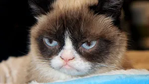 Grumpy Cat, prima felină care va avea o statuie din ceară, într-un muzeu din reţeaua Madame Tussauds