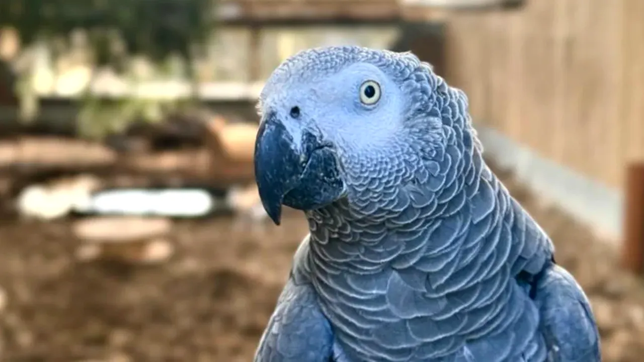 Un zoo britanic reabilitează papagalii care înjură