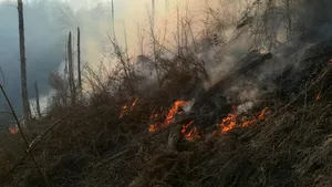 ALERTĂ în Timiş: Zeci de pompieri intervin pentru stingerea unui incendiu în apropierea vârfului Drăgoi | FOTO