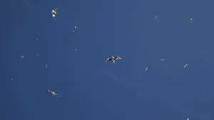 Mii de furnici zburătoare au invadat Marea Britanie. Meteorologii explică fenomenul