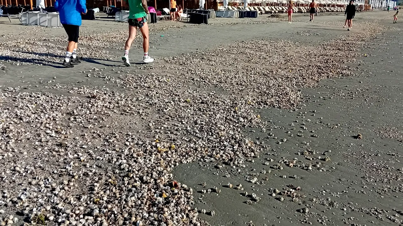 Covor de scoici şi melci pe plajele litoralului românesc, după furtuna de joi