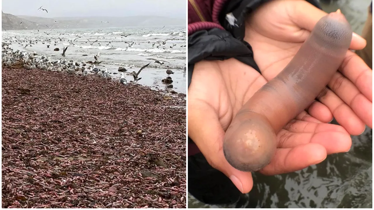 Fenomen neobişnuit în California. Mii de „peşti penis” au ajuns pe o plajă