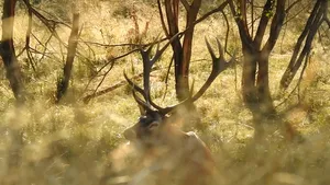 VIDEO. Imagini rare cu un cerb în perioada boncănitului