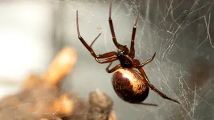 FOTO Steatoda nobilis, specia invazivă care ia cu asalt Europa. Muşcătura veninoasă poate avea efecte severe asupra organismului