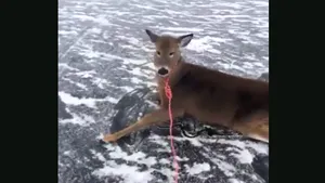 VIDEO | Un bărbat, erou, după ce şi-a riscat viaţa pentru a salva o familie de căprioare blocate pe un lac îngheţat