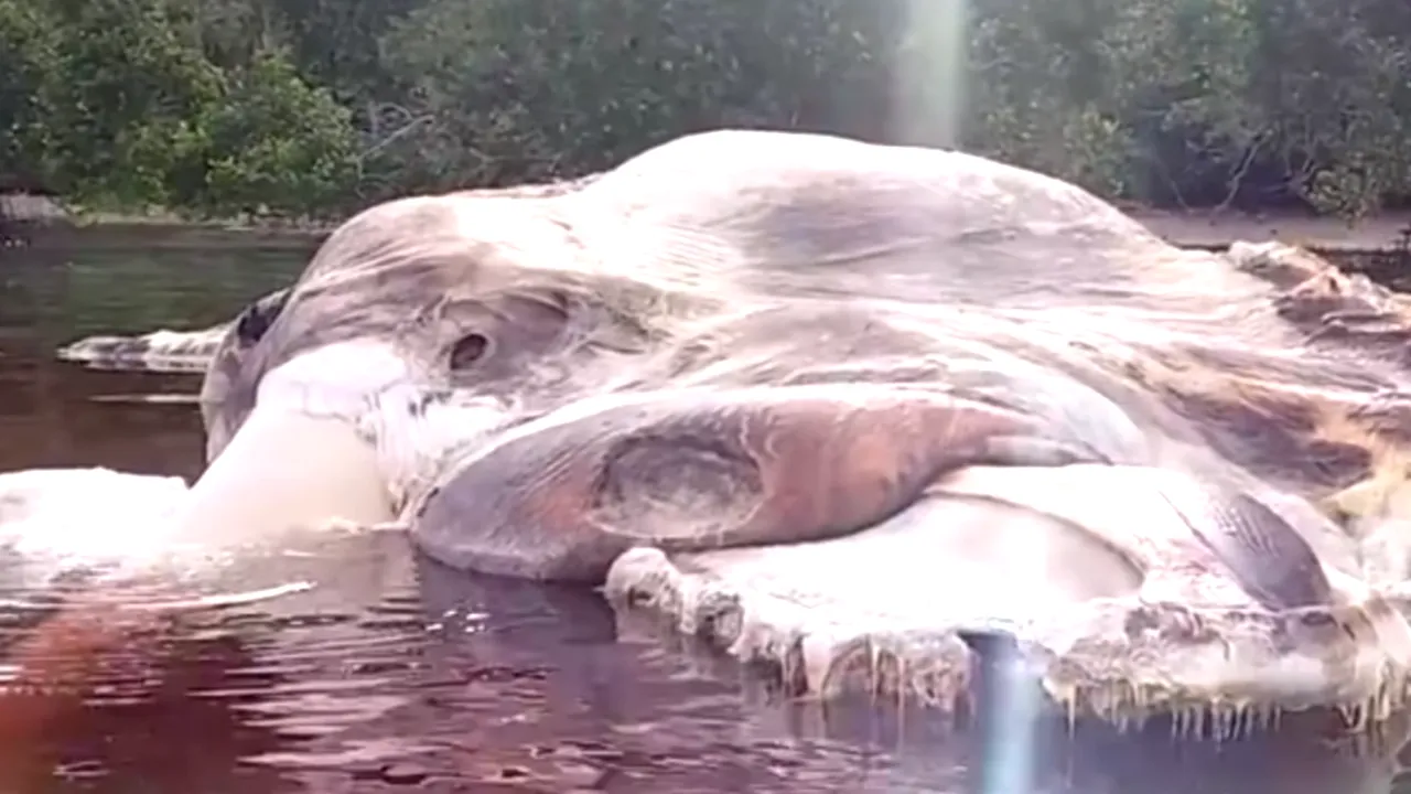 VIDEO O creatură marină IMENSĂ, găsită la ţărm de nişte localnici în Indonezia