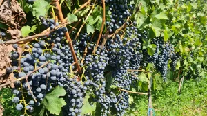 Viticultorii sporesc reziliența culturilor de viță-de-vie cu soluții inovatoare