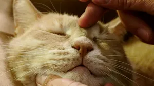 VIDEO | Premieră medicală: Cum arată prima „pisică bionică”, noua senzaţie a internetului